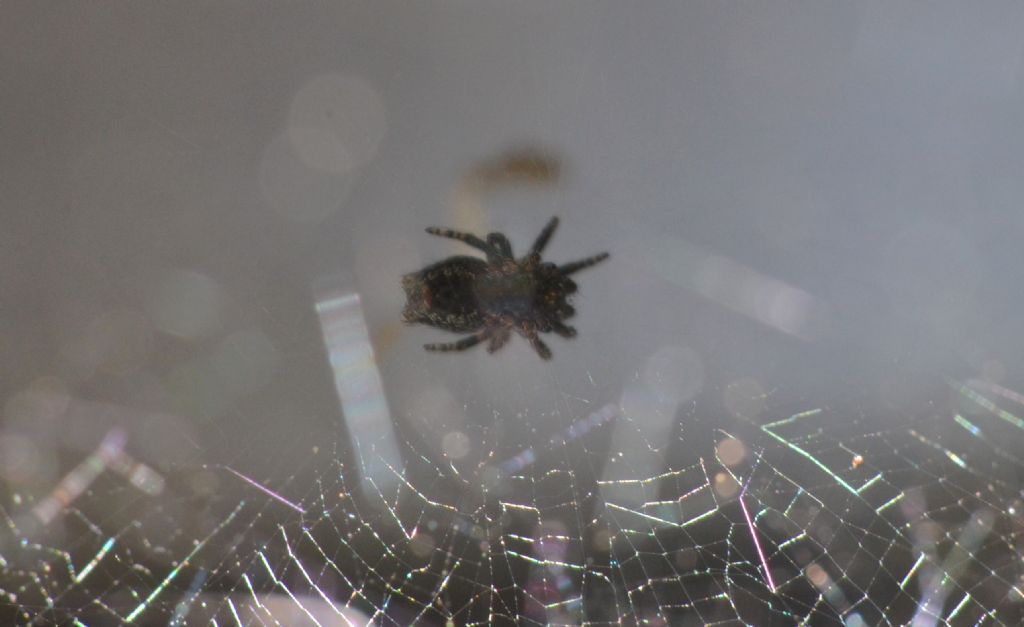Cyrtophora citricola giovane - Grosseto